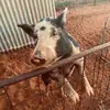harvey_mayo - @harveymayo2 - TikTok