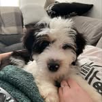 Harvey ❤️ - @harveymilkdog - Instagram
