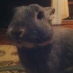 Harvey Milk - @harvey_milk - Instagram