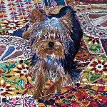 Harvey Milk - @milktheyork - Instagram