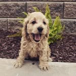 Harvey Milk - @harveymilkthecockapoo - Instagram