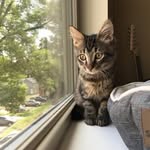 harvey milk 🥛 - @harveymilkthecat - Instagram