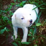 HARVEY MILK 💙🐾🏳️‍🌈 - @harveymilk.pitbull - Instagram