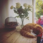 Harvey Milk 😻 - @harvey_milk_ - Instagram
