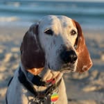 Harvey Milk 🐾 - @harveymilk_the_hounddog - Instagram