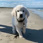 HARVEY MILK | GOLDEN RETRIEVER - @harveythatgolden - Instagram