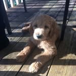 Harvey Milk-Bone the Groodle - @seasons_with_harvey - Instagram