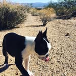 Harvey Milkbone - @harvey.milkbone - Instagram