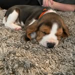 Harvey Morse - @harv_the_hound - Instagram