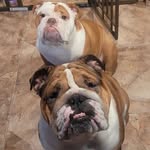 Harvey, Matilda, & Moses - @harveyandmattyandmoses - Instagram