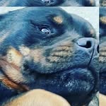harvey noble - @harvey_le_weed - Instagram