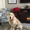 sharonharveyolsen - @sharonharveyolsen - TikTok