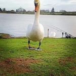 harvey pearce - @harvey_fish8622 - Instagram