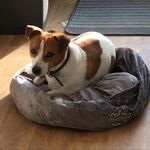 Harvey Pearce - @harvey_doggo69 - Instagram