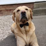 Harvey Ponder - @harvey_lou_ponder - Instagram