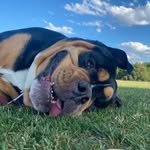 Harvey Poo Power - @harvs.poo - Instagram