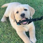 Harvey Randle - @harvey.the.golden.lab - Instagram