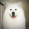 irenereadharvey - @irenereadharvey - TikTok