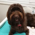 Harvey Reeves - @harveyboy_the_labradoodle - Instagram