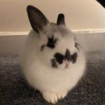 Harvey “Pepe” Reyes - @harvey.therabbit - Instagram