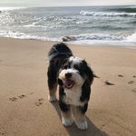 Harvey Ro - @harveyrothebernedoodle - Instagram