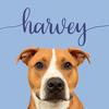 Harvey 🐶 - @harveytherescue - TikTok