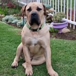 Harvey Schultz - @harvey_the_boerboel - Instagram