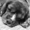 Harvey Sh3p - @harvey.shepherd - TikTok