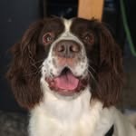 Harvey 🐶 - @harveyy_the_springer - Instagram