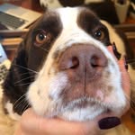 Harvey 🐶 - @harveythehappyspringer - Instagram