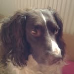 @harvey__the_english_springer - Instagram