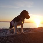 Harvey - @harvey.the.springer - Instagram