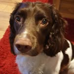 Harvey - @harvey.thespringer - Instagram