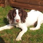 Harvey🐾 - @harvey_springer_pup - Instagram