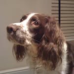Harvey - @harvey_the_springer_spaniel - Instagram