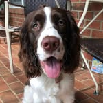 Harvey - @harvey_thespringer - Instagram