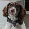 Harvey - @harveyspringer - TikTok