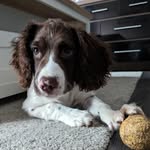 Harvey - @harveyspringerpup - Instagram