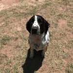 Harvey - @harveyspringerspaniel - Instagram
