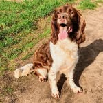 Harvey - @harveytherescuespringer - Instagram