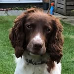 Harvey - @harveythespringer16 - Instagram