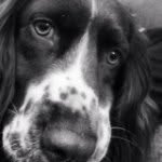 Harvey - @harveythespringer - Instagram