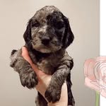 Harvey - @harveythespringerdoodle - Instagram