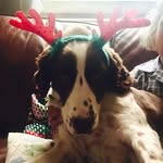 Harvey McIntosh - @harvey_the_springer2 - Instagram