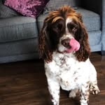 Harvey - @springer.harvey - Instagram