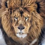 Harvey Springer - @harvey.springer - Instagram