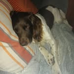 @harvey_springer_ - Instagram