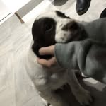 @harvey_the.springerspaniel - Instagram