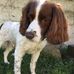 Harvey The English springer spaniel - Facebook