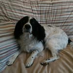 Harvey the Springer - @springyharv13 - Instagram
